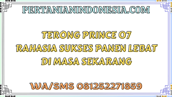 Terong Prince 07 Rahasia Sukses Panen Lebat Di Masa Sekarang